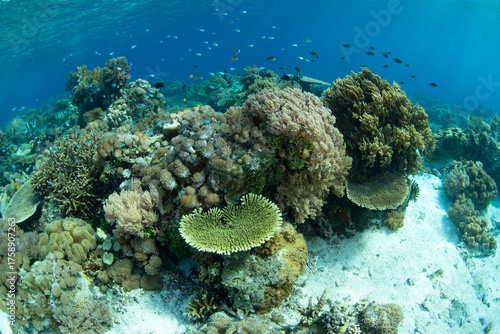 Fotografie A beautiful and biodiverse coral garden thrives in the shallows near Alor, Indonesia