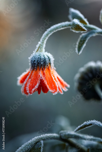 Autumn landscape with marigold flowers like bellflowers covered with cold transparent crystals of blue hoarfrost on a frosty morning in the park