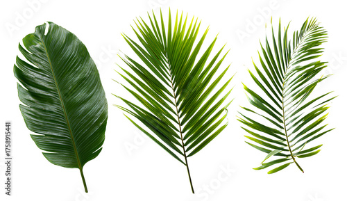3 sets of palm leaves, isolated on a transparent background, png format