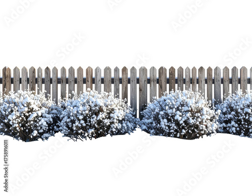 Wooden picket fence with snow covered bushes isolated on a white background.