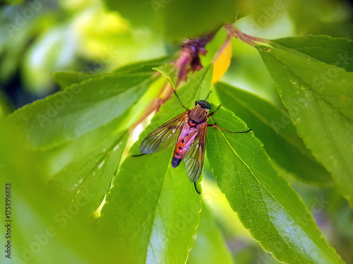 Fly on leaf summer garden
