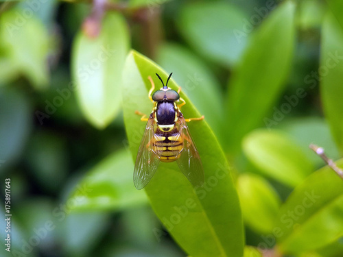 Fly on leaf summer garden