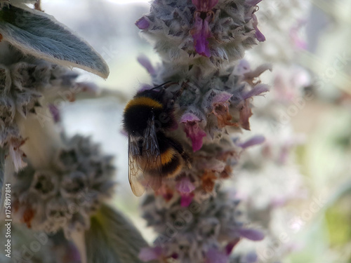 bee wasp on flower summer