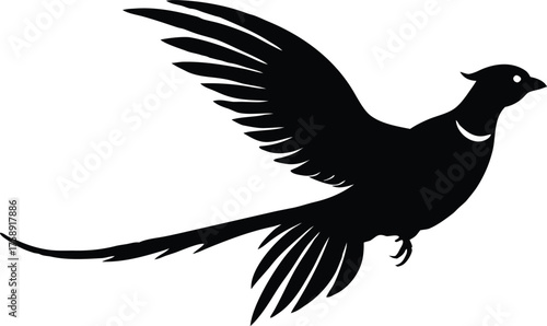 Black flying pheasant on white background