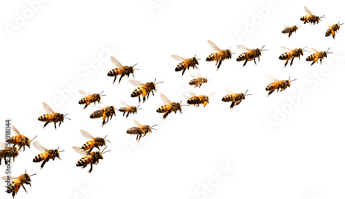  a group of bees flying around, transparent background png, png format