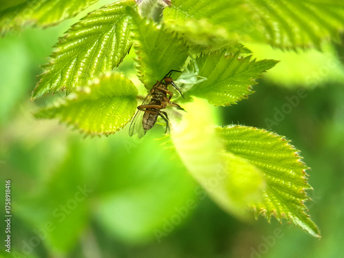 Fly on leaf summer garden