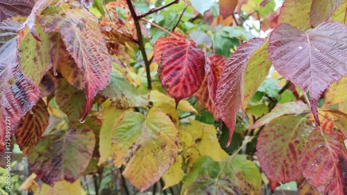 Rain and yellowed leaves, autumn