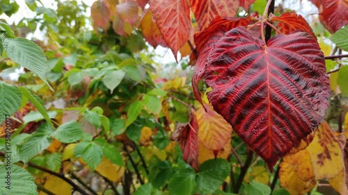 Rain and yellowed leaves, autumn