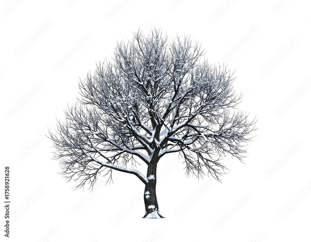 Obraz premium Solitary winter tree with snow covering its bare branches illustration.