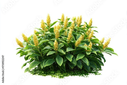 Lush tropical plant with flowers.