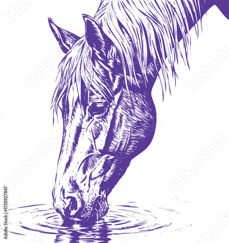 Horse Drinking Water with Purple Outline on White Background Keywords: horse, animal, drinking, water, nature, wildlife, equestrian