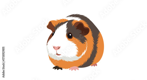 A cute guinea pig with brown white and orange fur standing on a white background.
