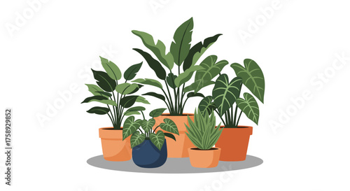 A collection of lush green houseplants in terracotta and blue pots.