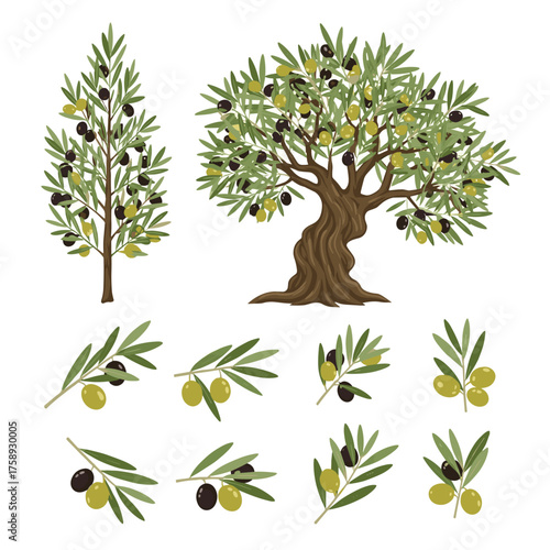 Various olive trees and branches with olives.