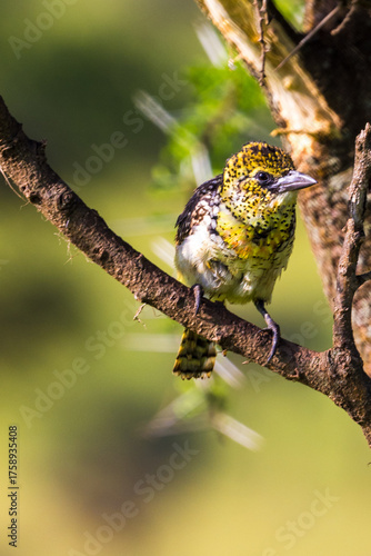 Foto Little yellow bird