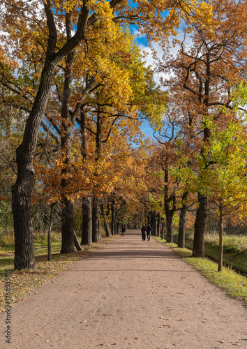 A colorful autumn landscape of the alleys of the  Otdelny Park. Pushkin, Saint Petersburg, Russia.