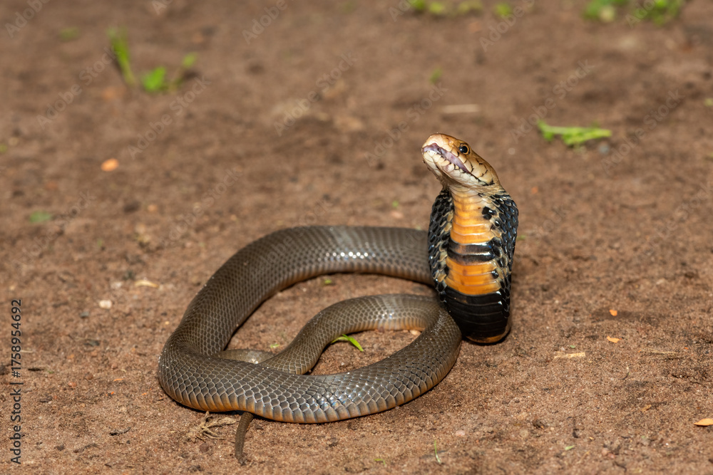 Obraz premium The feared Mozambique Spitting Cobra (Naja mossambica) prepared to spit its venom – Africa’s deadly venomous snake