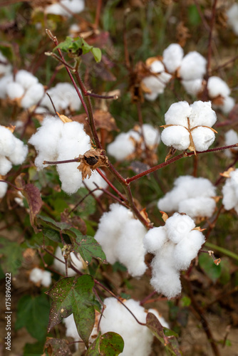 Cotton fields ready for har...