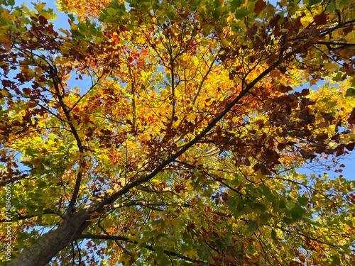Wallpaper Mural Albero autunnale, fogliame autunnale, foliage Torontodigital.ca
