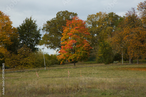 A symphony of colors! Autumn's vibrant palette on display beneath this stunning tree #autumncolors #naturelovers
