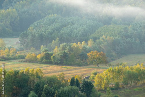 Bäume im Nebel bei Sonnenaufgang in der Pfalz – Teleaufnahme im goldenen Morgenlicht