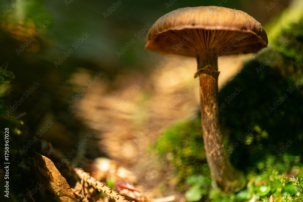Fototapeta premium Pilze im Herbst im Pfälzerwald als Makroaufnahme mit Unschärfekreisen im Hintergrund