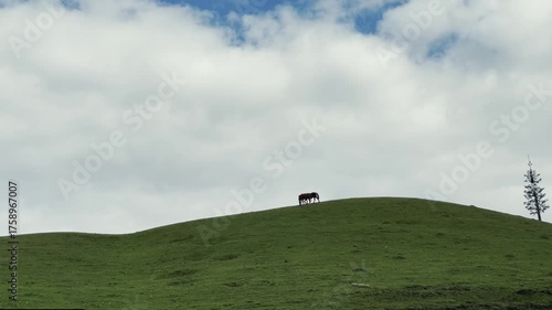 two horses strolling on top of a hill under cloudy sky, xinjiang, china