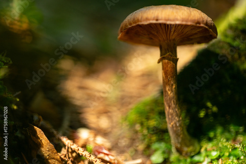 Pilze im Herbst im Pfälzerwald als Makroaufnahme mit Unschärfekreisen im Hintergrund