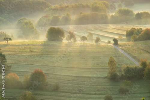 Bäume im Nebel bei Sonnenaufgang in der Pfalz – Teleaufnahme im goldenen Morgenlicht