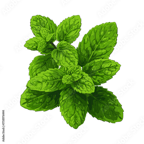 Mint plant leaves with vibrant green colors and hand-drawn style on white background, concept of herbal freshness and culinary ingredients