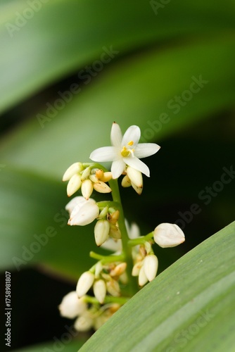 Plant list 2025 - Hymenocallis littoralis (Beach Spider Lily)