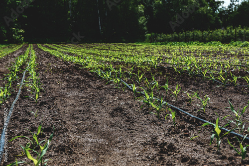 Rows of young green plants growing in a field with a drip irrigation system.