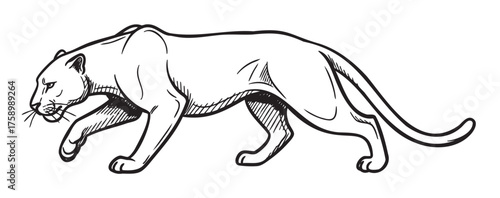 Black and white line drawing of a walking mountain lion, elegantly capturing its sleek and muscular build.
