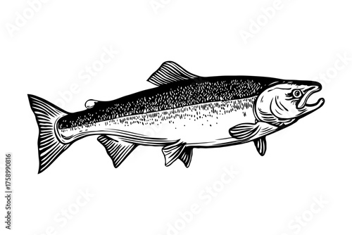 Detailed hand-drawn illustration of a salmon fish in monochrome engraving style on white background, concept of seafood or fishing