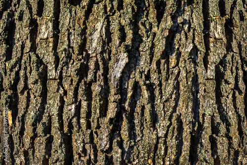 Abstract natural pattern of an old oak tree trunk in a forest