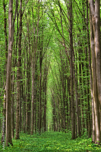 Dense green forest with sunlight filtering through tall tree trunks