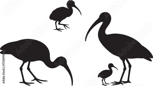 Ibis Birds Silhouettes Collection Adult and Young Avian Wildlife Vector Transparent Background