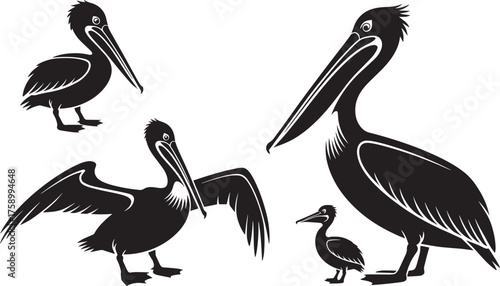 Pelican Bird Silhouette Set Transparent Background Vector Illustration