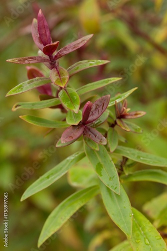 Plant list 2025 - Hebe Judy (Variegated Shrub Foliage)