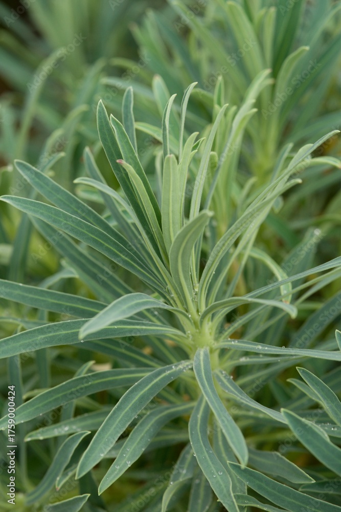 Obraz premium Plant list 2025 - Euphorbia sp. (Spurge)