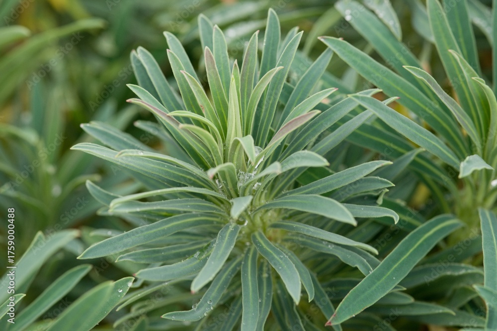 Fototapeta premium Plant list 2025 - Euphorbia sp. (Spurge)