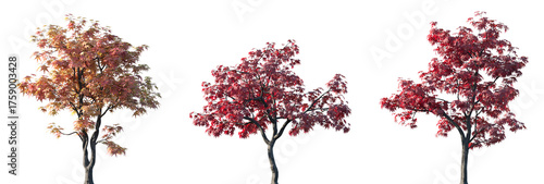 Photos Set of 3 autumn Acer palmatum (Japanese maple, palmate maple or smooth Japanese