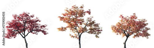 Set of 3 autumn Acer palmatum (Japanese maple, palmate maple or smooth Japanese maple) trees isolated png on a transparent background perfectly cutout