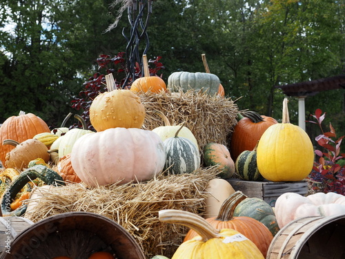 There are many different types of pumpkins for the Halloween season.