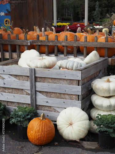 There are many different types of pumpkins for the Halloween season.