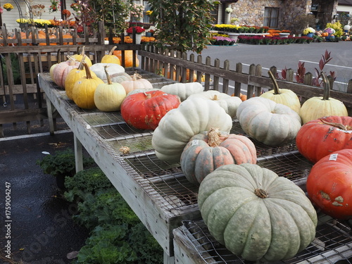 There are many different types of pumpkins for the Halloween season.