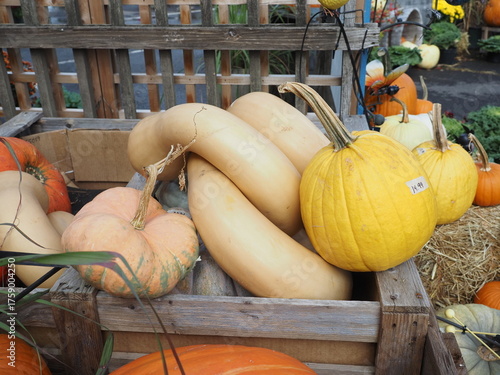 There are many different types of pumpkins for the Halloween season.