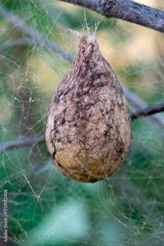 spider web with spider egg sack