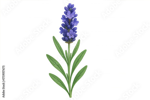 Lavender plant stem with blooming purple flowers and green leaves on transparent background, herbal medicine, aromatherapy