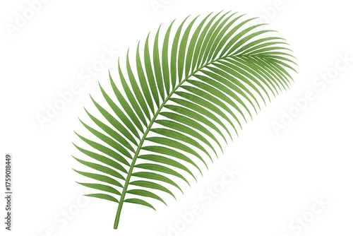 Green palm frond vector illustrating a tropical plant element with transparent background for summer designs